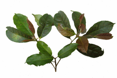 Palaquium ellipticum